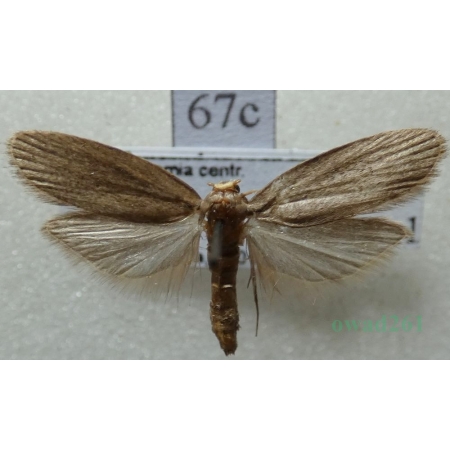Achroia grisella (Fabricius, 1794) Barciak mniejszy Czech67c